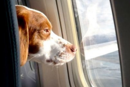 Perro en un avión